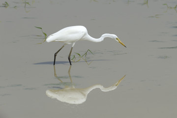 White egret