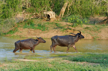 Water buffalo are bathing in a lake