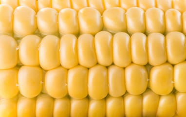 close up of fresh corn ear