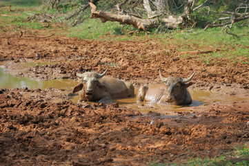 Water buffalo are bathing in a lake