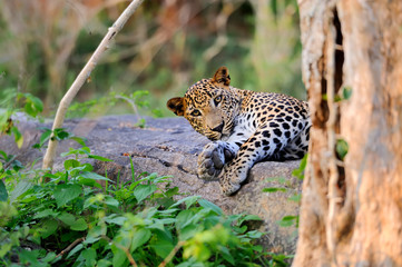 Leopard