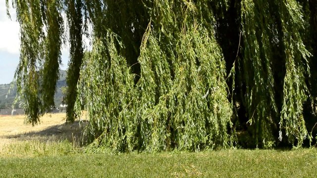 Trauerweide wiegt sich im Wind