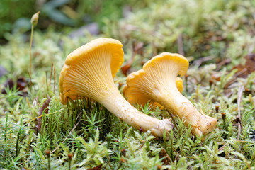 Two chantarelles laying in the moss
