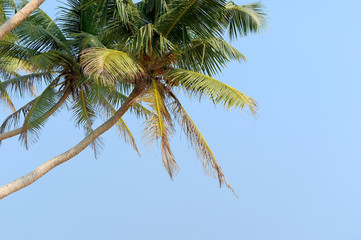 Fototapeta premium Palm tree
