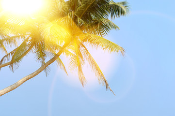 Palm tree