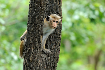 Monkey in the living nature
