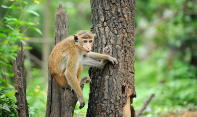 Monkey in the living nature