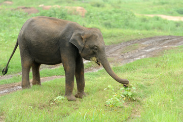 Elephants