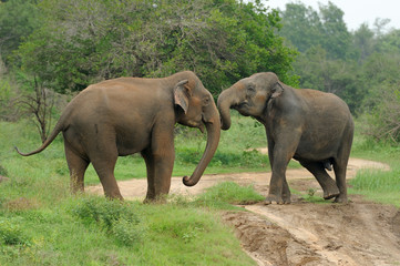 Fototapeta premium Elephants