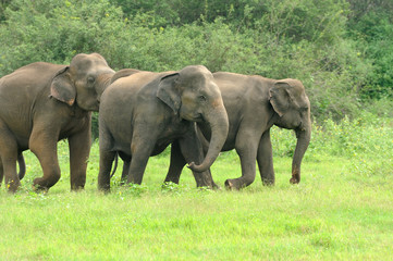 Elephants