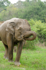 Fototapeta premium Elephants