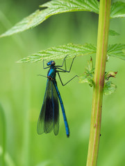 dragonfly in the forest