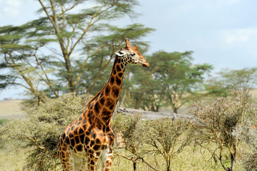 Giraffe