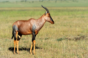 Naklejka premium Topi Antelope