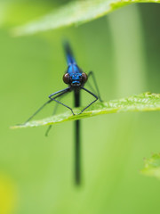 dragonfly in the forest