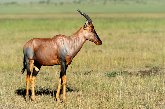 Topi Antelope