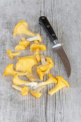 Cleanded group of chantarelles and knife