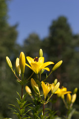 Luxury flowers of light yellow lilies on a flowerbed - obrazy, fototapety, plakaty