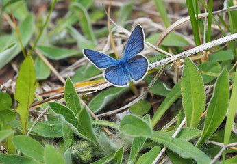 copper-butterfly in the forest