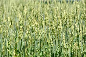 Green wheat in the field