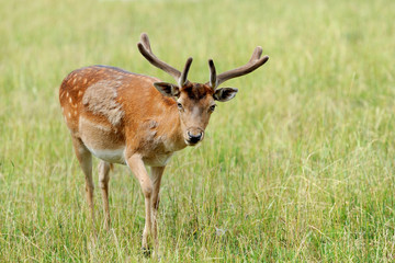 Naklejka premium Whitetail Deer