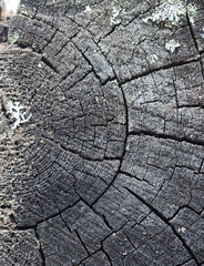 old cut down a tree