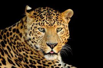 Fototapeten Leopard © byrdyak