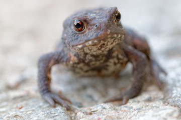 Baby toad with big eyes stairing