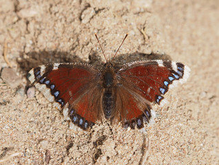 butterfly in the forest