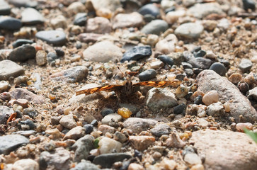 butterfly in the forest