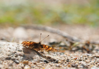 butterfly in the forest