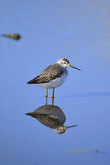 コアオアシシギ