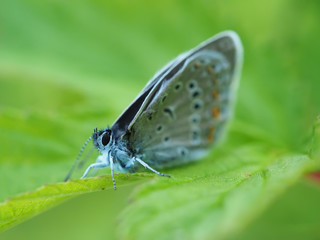 copper-butterfly in the forest