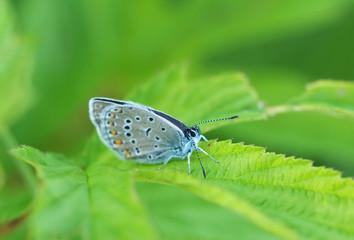 copper-butterfly in the forest