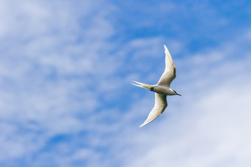青空を飛ぶアジサシ