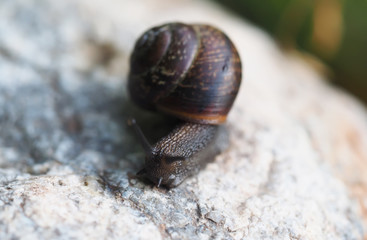 Snail on the stone