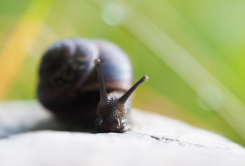Snail on the stone