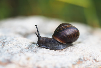 Snail on the stone