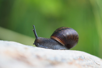Snail on the stone
