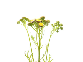 Tansy on a white background