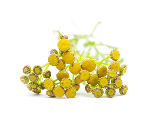 Tansy on a white background