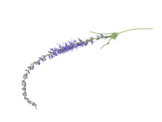 Veronica spicata on a white background