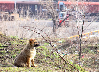 Cute puppy lost in the city.