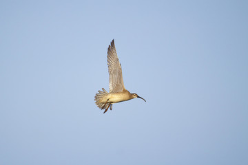 チュウシャクシギ飛翔