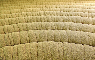 Industrial production of malt. A huge vat