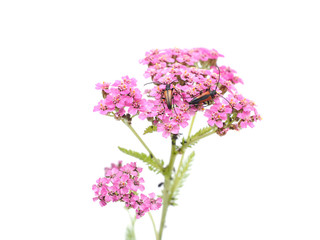 bugs on yarrow on a white background © enskanto