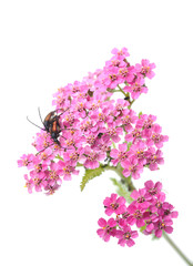 bugs on yarrow on a white background © enskanto
