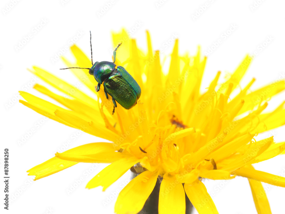 Sticker beetle on a yellow flower on a white background