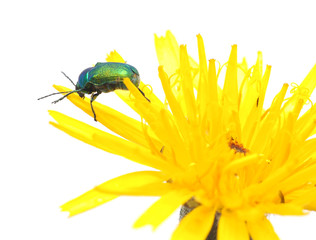 Beetle on a yellow flower on a white background