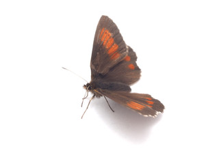 butterfly on a white background